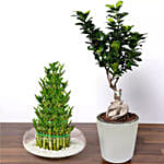 5 layer Big Lucky Bamboo With Bonsai