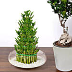 5 layer Big Lucky Bamboo With Bonsai