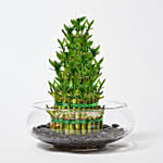 5 Layer Lucky Bamboo in Glass Bowl