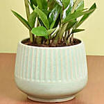 نبتة الزاميا لتنقية الهواء في وعاء سيراميك أبيض