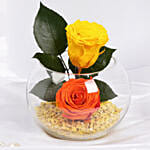 ورود دائمة صفراء و برتقالية | وعاء سمك