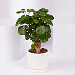 Aralia Fabian Lucky Plant