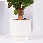 Aralia Fabian Lucky Plant