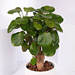 Aralia Fabian Lucky Plant