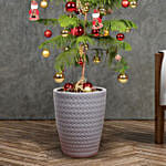 Araucaria Plant With Christmas Dcor