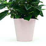 نبتة غردينيا ياسمينية الجميلة