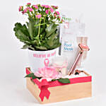 مجموعة عناية بالبشرة في بوكس مع نبتة كلانشوا في أصيص