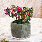 نبتة توت الفرح