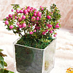 نبتة توت الفرح