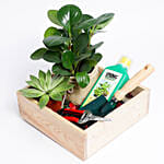 Best Gardening Starter Kit With  Succulent & Peperomia Plants