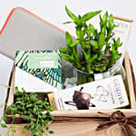 Best Gardening Starter Kit With  Succulent & Peperomia Plants