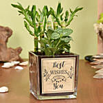 بامبو الحظ مع نبتة الفيتونيا في وعاء زجاجي