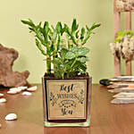 بامبو الحظ مع نبتة الفيتونيا في وعاء زجاجي