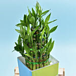 كومبو عيد الميلاد | تيراميسو كيك ونبات البامبو