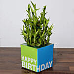 Birthday Lucky Bamboo With Tiramisu Cake