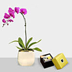 Blooming Single Stem Purple Orchid N Patchi Chocolates