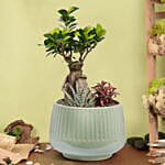 وعاء سيراميك فيه نبتة بونساي وصبار ذيل البرص وفيتونيا