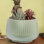 وعاء سيراميك فيه نبتة بونساي وصبار ذيل البرص وفيتونيا