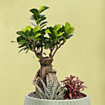 وعاء سيراميك فيه نبتة بونساي وصبار ذيل البرص وفيتونيا