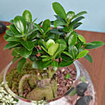 نبتة بونساي خضراء مع نباتات صغيرة في وعاء زجاجي