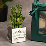 Bostani Get Well Soon Chocolate Box Large with Lucky Bamboo