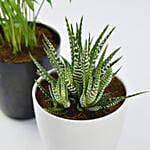 Chamadorea and Haworthia in Pots