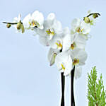 مجموعة هدايا الكريسماس - نبتة أوركيد ونبتة سرو الكريسماس