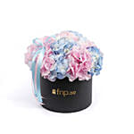 Colorful Hydrengea In Box