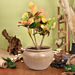 نبات كرونون المنزلي الملون في أصيص سيراميك فاخر