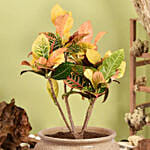 نبات كرونون المنزلي الملون في أصيص سيراميك فاخر