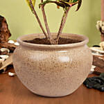 نبات كرونون المنزلي الملون في أصيص سيراميك فاخر