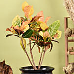 نبات كرونون المنزلي الملون في أصيص سيراميك فاخر