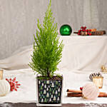شجرة سرو صنوبر خضراء في فازة مخصصة للكريسماس