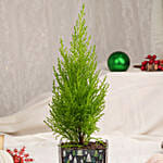 شجرة سرو صنوبر خضراء في فازة مخصصة للكريسماس