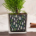 شجرة سرو صنوبر خضراء في فازة مخصصة للكريسماس