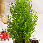 شجرة سرو صنوبر خضراء في فازة مخصصة للكريسماس