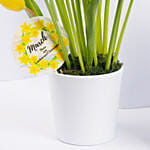 Daffodils and Tulips Pot With Cake