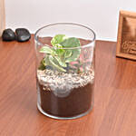 Decorative Mini Plants in Glass Planter