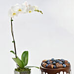 Delicious Choco Vanilla Cake with Plant