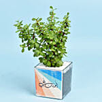Plant