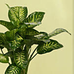 Dieffenbachia Plant in Premium Pot