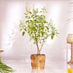 Diwali Celebration With Tulsi