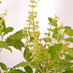 Diwali Celebration With Tulsi