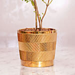 Diwali Celebration With Tulsi