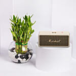 سبيكر مارشال إمبيرتون III كريمي مع بامبو