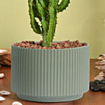 Euphorbia Candelabrum Cactus Plant