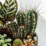 طبق نباتات الحديقة