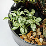 طبق نباتات الحديقة