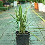 Flax Lily Plant Pot