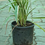 Flax Lily Plant Pot